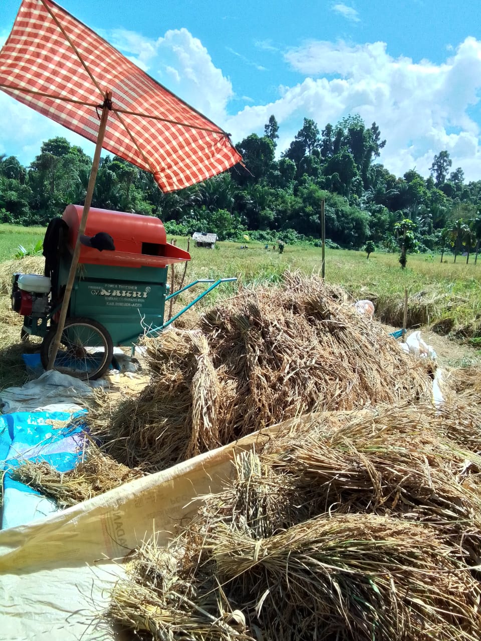 Lahan sawah desa gunung putih