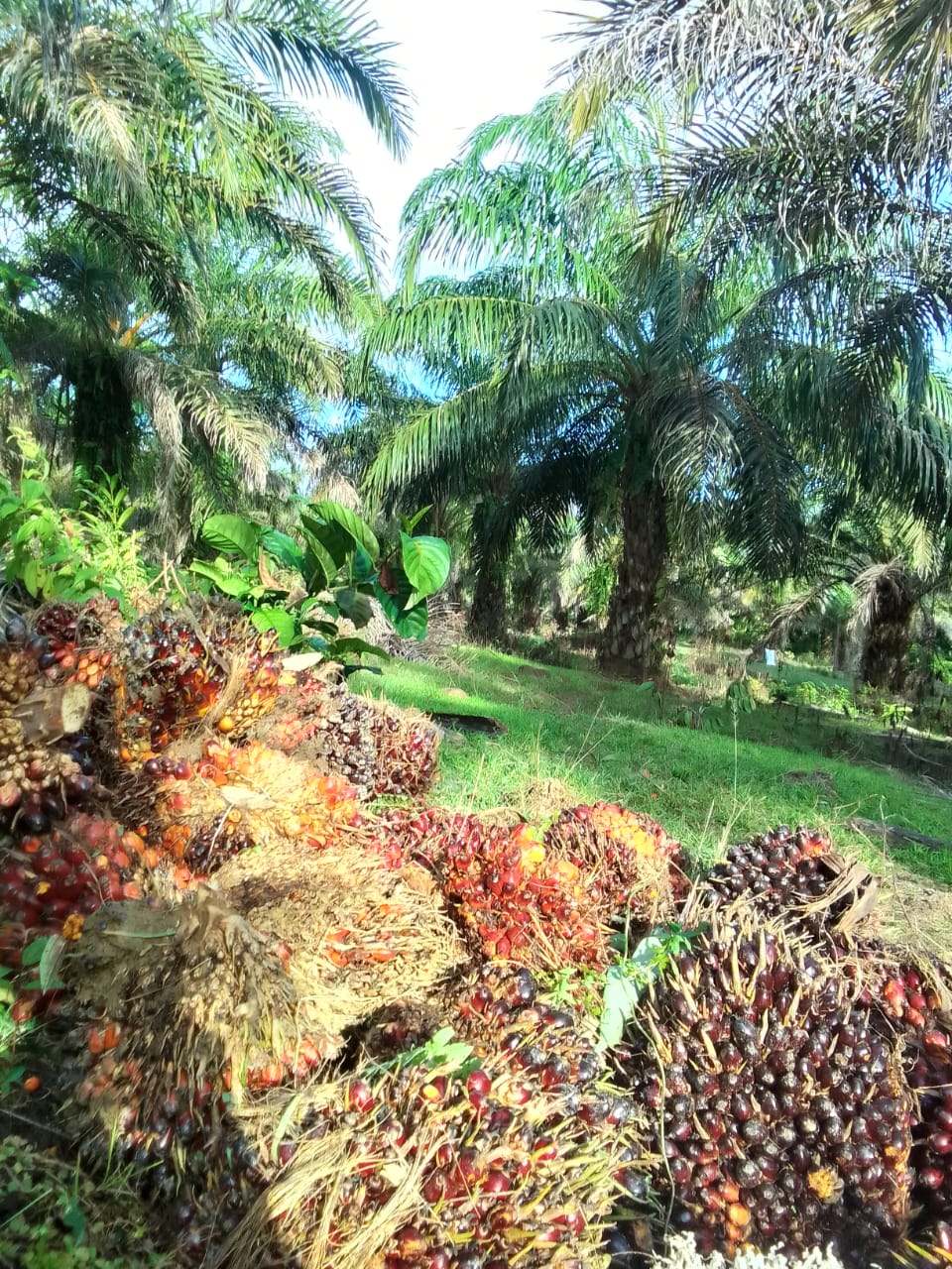 Panen sawit desa gunung putih